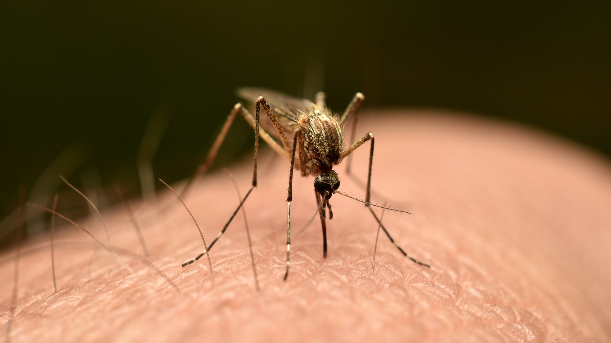 Chikungunya je vírus prenášaný komármi. (ilustračná foto)