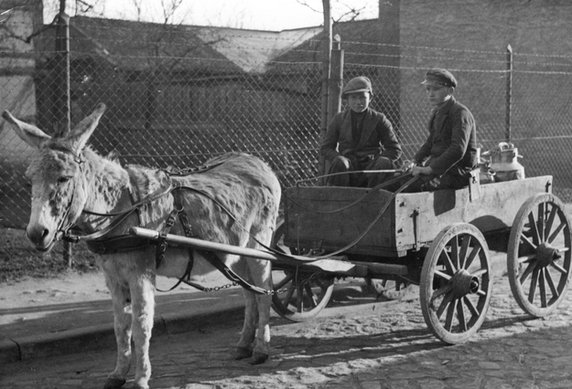 1937 - Wózek z osiołkiem służący do obwożenia turystów i letników w Pucku.