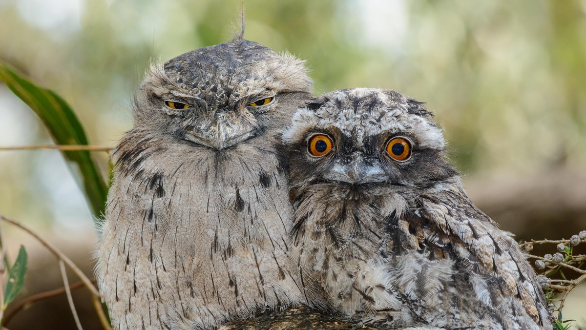 Tawny Frogmouth Chick and Parent.