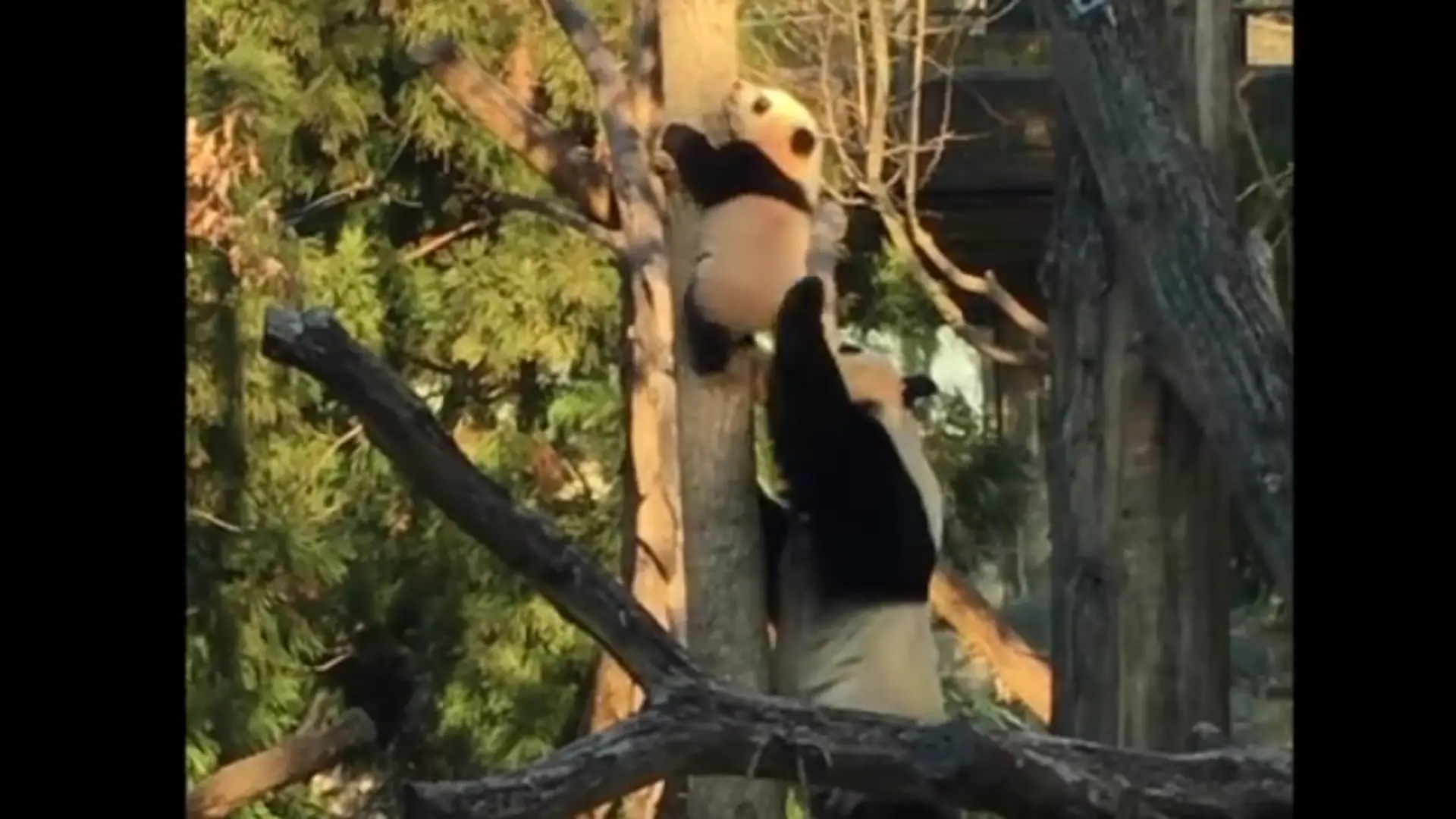 Panda wdrapała się na pierwsze drzewo, ale nie potrafiła zejść. Z pomocą przyszła jego matka