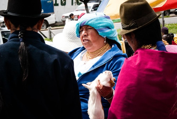 Świnka morska przed upieczeniem, rynek w Otavalo, Ekwador; fot. T. Bogusz / Pirania na kolację