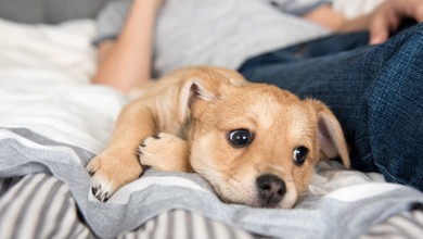 Te rasy psów żyją najdłużej. Rekordziści mogą żyć nawet 20 lat