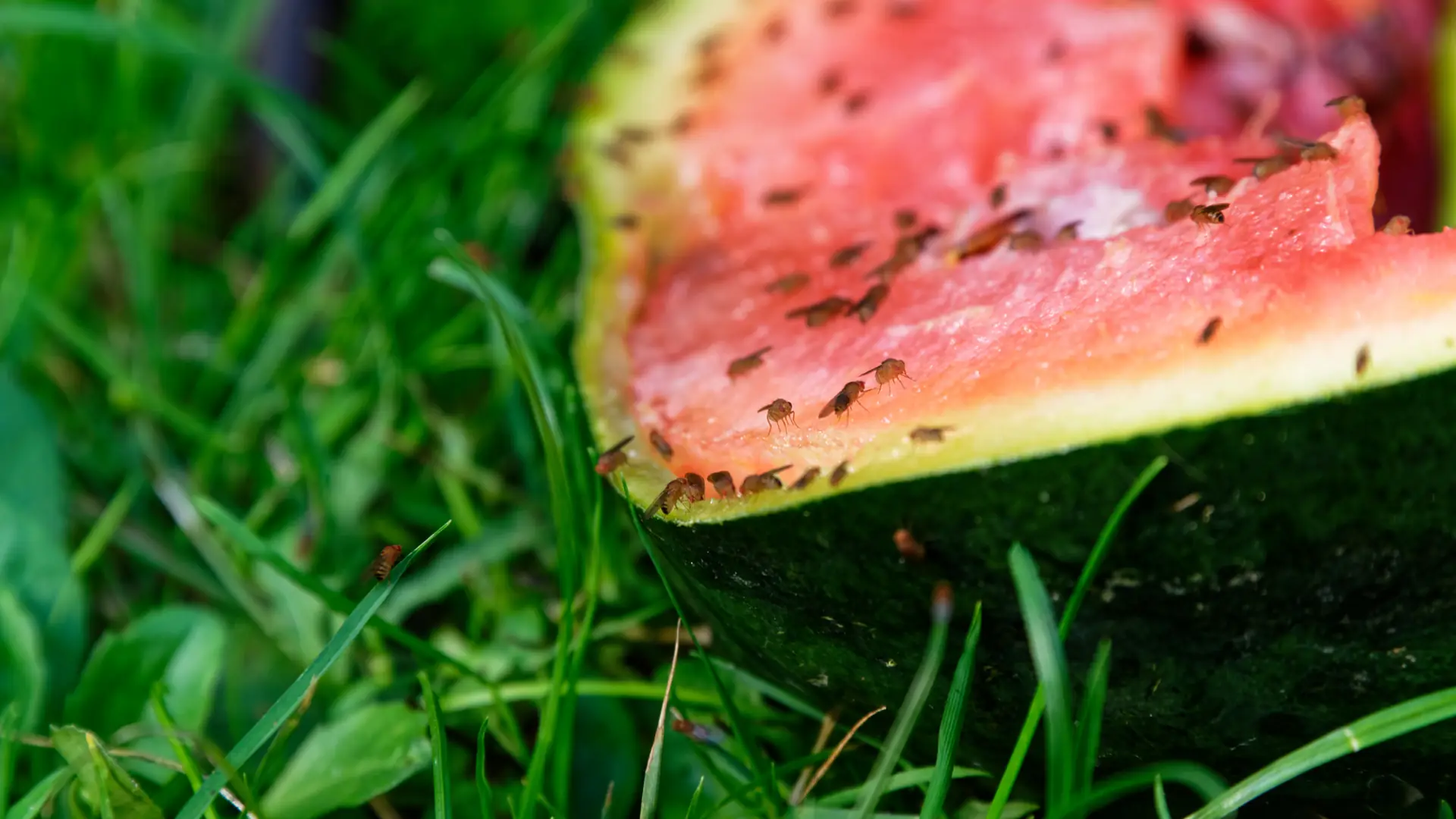 Muszka owocówka: pierwszy owad w przestrzeni kosmicznej. Pomaga zrozumieć mechanizm uzależnienia od alkoholu