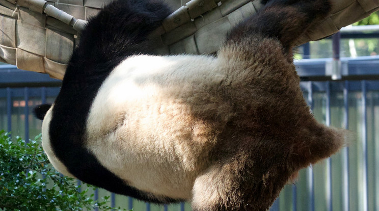 A panda rendkívüli ruganyosságát a számára kifeszített nyugágyon is kamatoztatja / Fo­tók: Profimedia/Red Dot