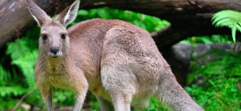 Kangur na gigancie. Poszukiwania pod Włocławkiem