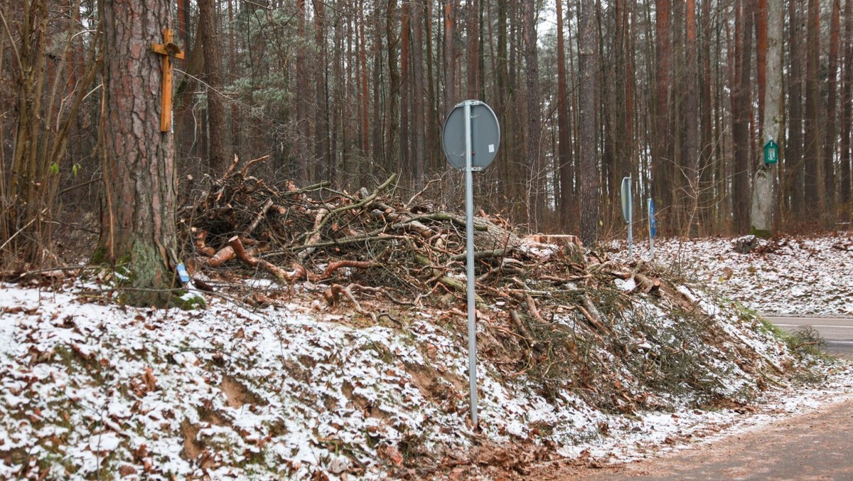 Leśnicy wycięli wiekowe sosny bez zgody. Prokuratura ignoruje sprawę