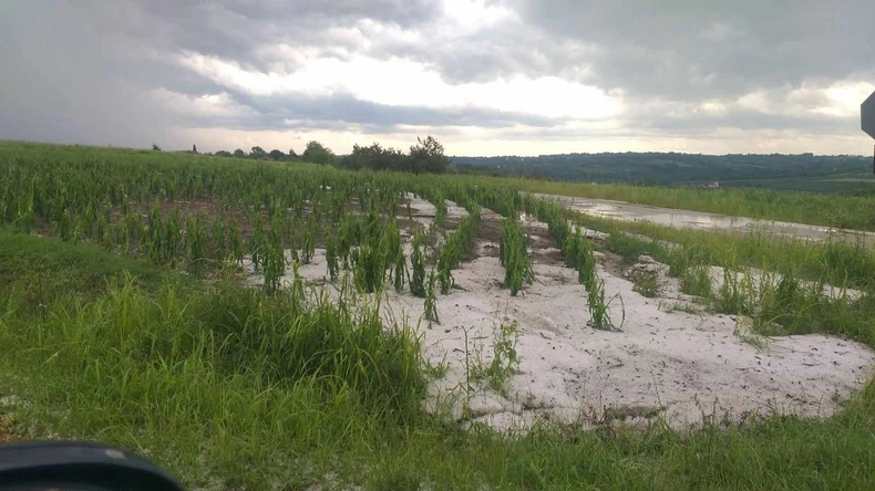 “GRAD JE PADAO SKORO POLA SATA!” Jezivo nevreme pogodilo sela oko Topole, poljoprivrednici u suzama gledaju uništen rod (FOTO)