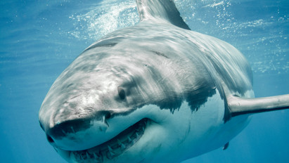Újabb halálos cápatámadás történt: a 39 éves nőnek esélye sem volt a nagy fehér ellen