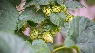 Resort rolnictwa planuje wprowadzenie nowej pomocy dla producentów chmielu