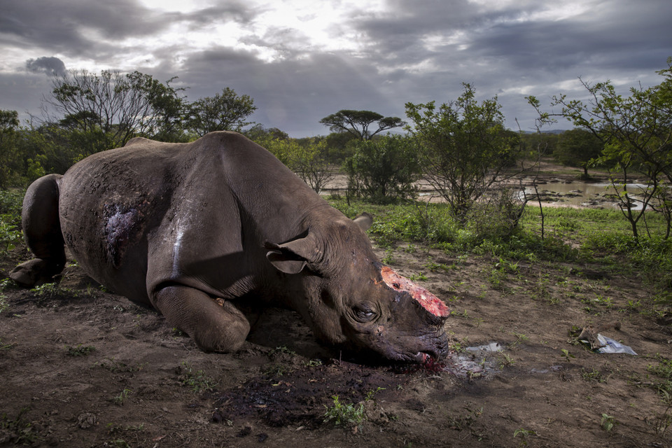 Memorial to a species © Brent Stirton - Wildlife Photographer of the Year 2017