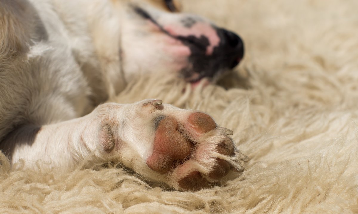 "500 plus na psa i kota". Kto może skorzystać z dofinansowania?