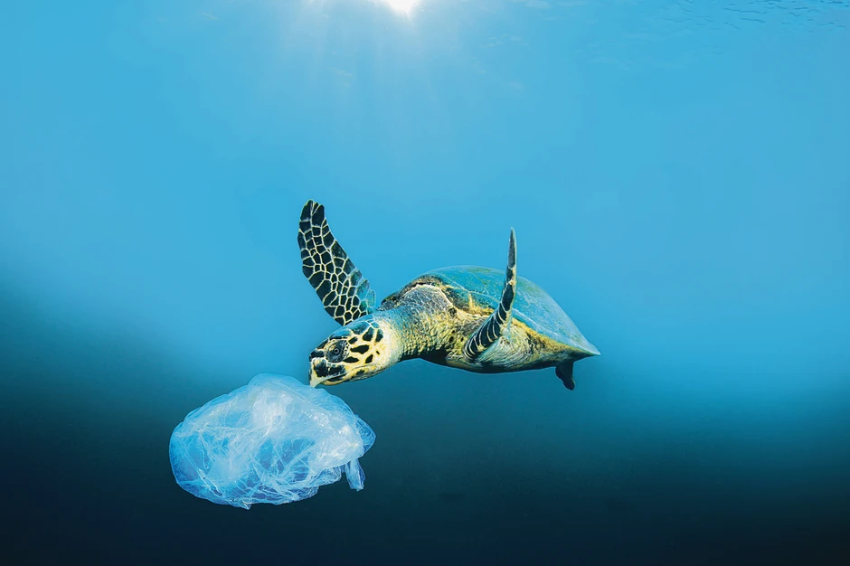 Zagađenje okeana, kornjača