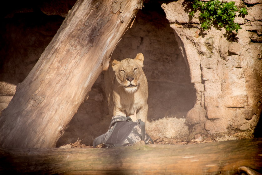 Hiszpan wszedł do zagrody z lwami w barcelońskim zoo