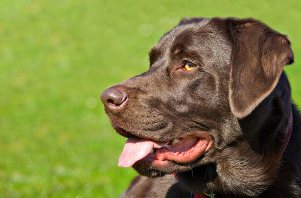 Labrador, fot. meirion matthias