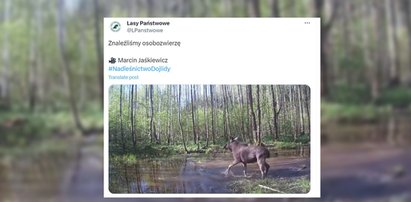 Fotopułapka przyłapała łosia na czymś dziwnym. Leśnicy: znaleźliśmy osobozwierzę