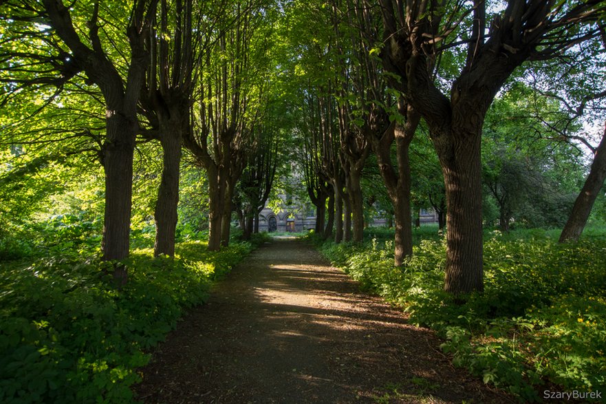 Opuszczony "pałac" w Mokrzeszowie,  park na terenie obiektu, sierpień 2021