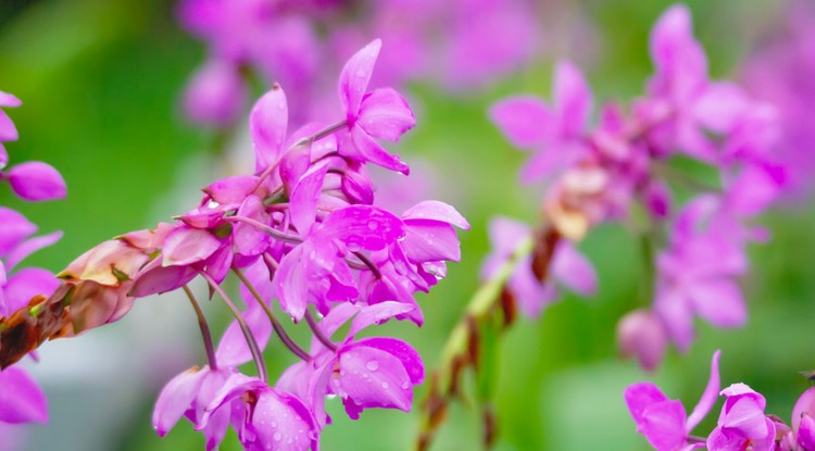 Így lehet neked is csodálatos az orchideád. Fotó: Getty Images