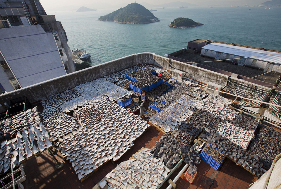 CHINA HONG KONG SHARK FINS