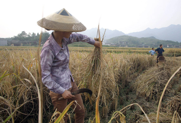 Zbiory ryżu w Chinach