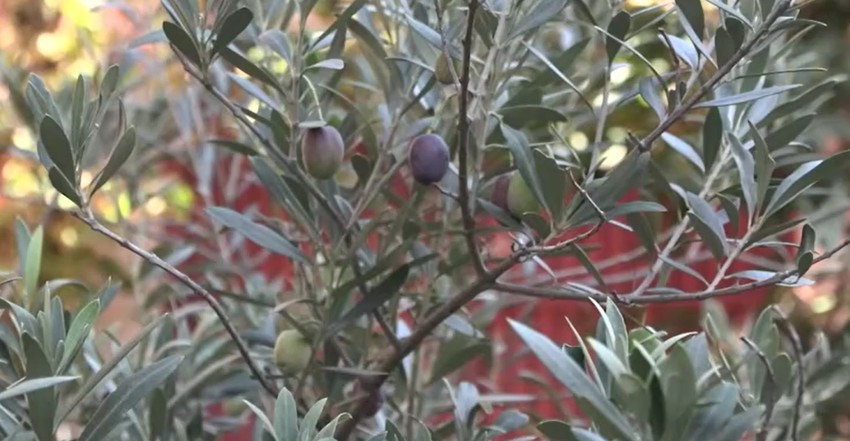 Ove godine rodila je i maslina