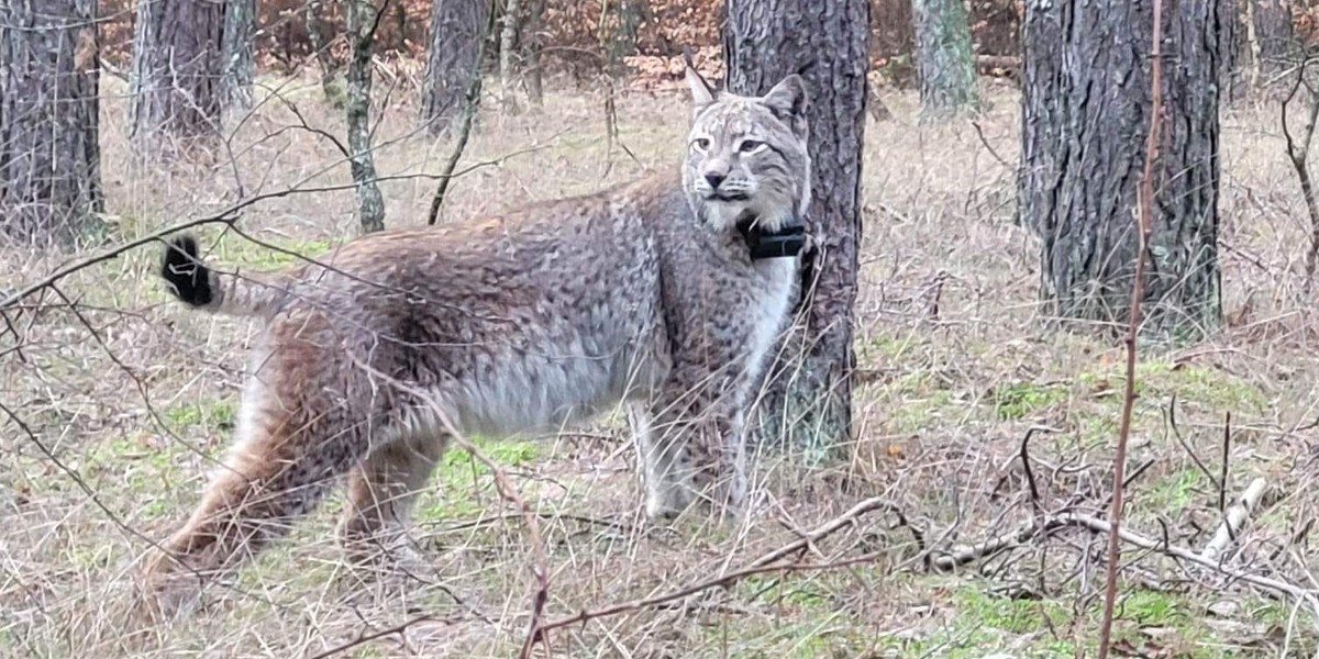 Leśnicy z Tuczna udostępnili w sieci zdjęcia rysia. 