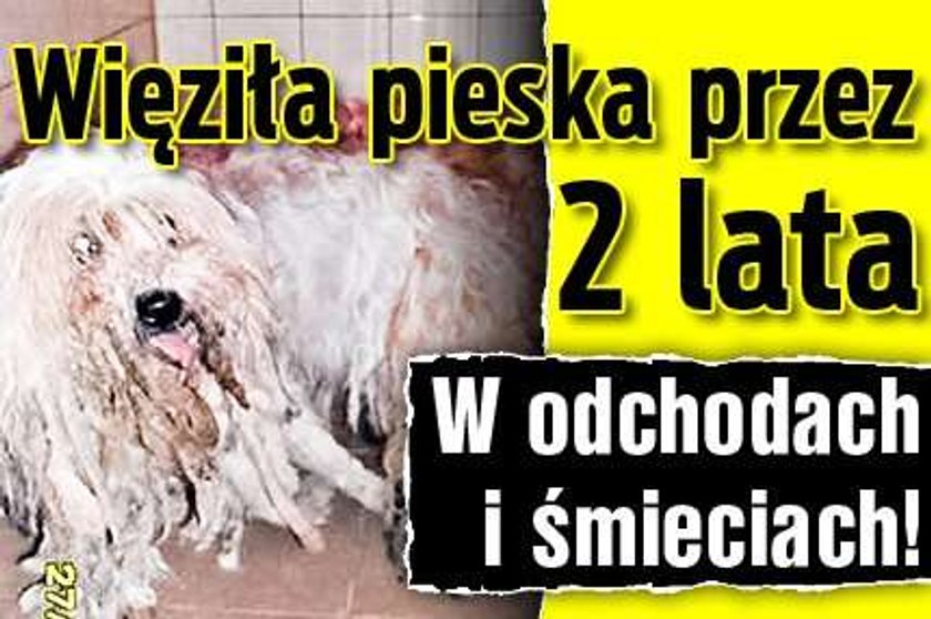 Więziła pieska przez 2 lata. W odchodach i śmieciach!