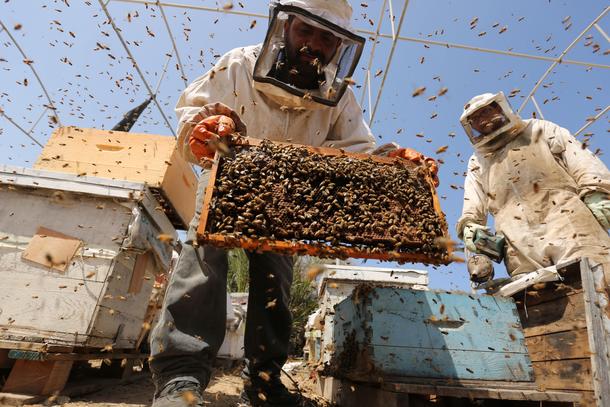 Palestinian Beekepers