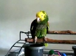 Ta papuga płacze jak dziecko