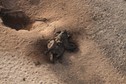 Carcass of lone poached elephant, its tusks hacked away from its face