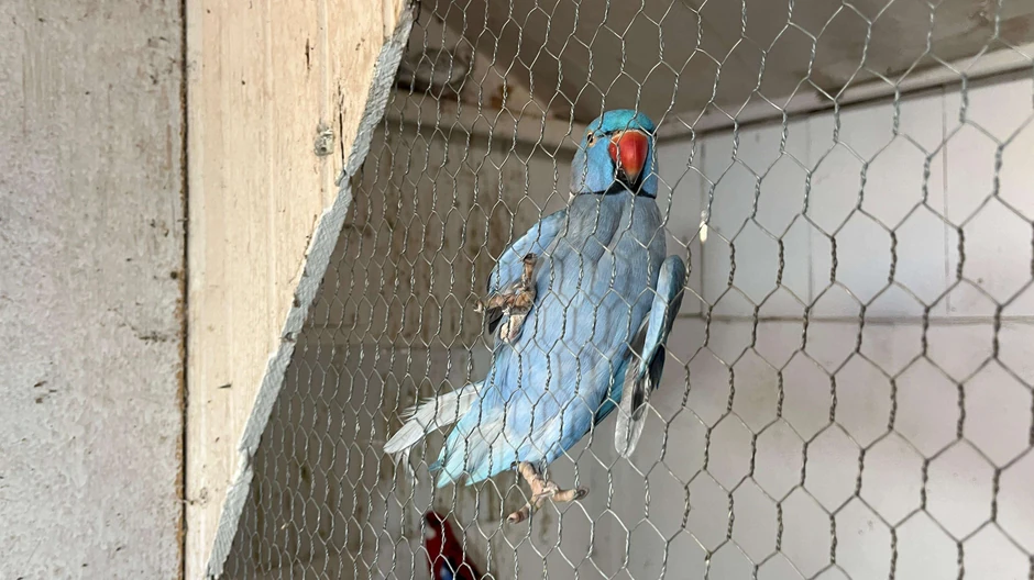 Pernato carstvo u čačanskom naselju Trnava