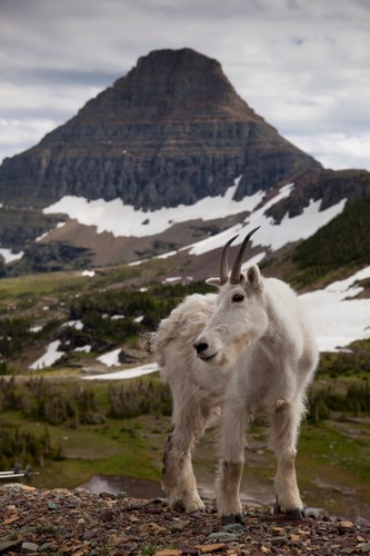 'Dzika Ameryka'. Zdjęcia z nowego serialu Discovery Channel