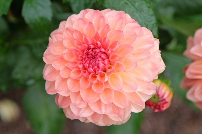 Dalia Sebastian - najpiękniejsze odmiany