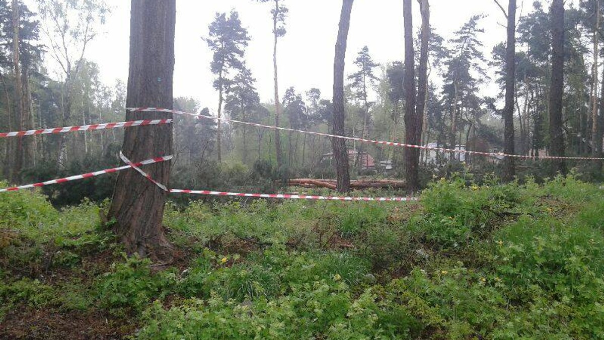 W Lesie Borkowskim wycięto drzewa. Wycinkę zauważyli pracownicy Zarządu Zieleni Miejskiej. Sprawa została zgłoszona na policję. Teraz sprawą zajmą się śledczy.