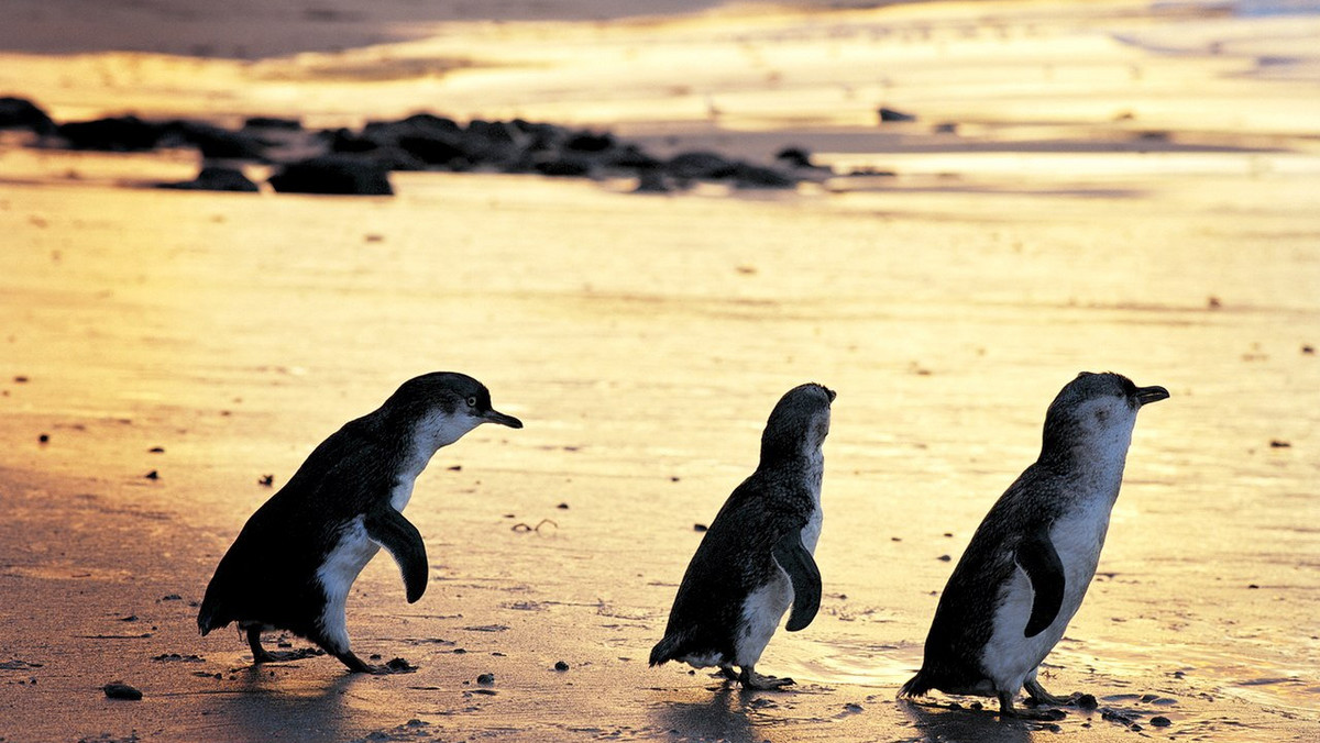 ​To nie jest efekt zmian klimatycznych, ani błąd w tytule. Pingwiny występują w Australii od zawsze. Jest ich tu około miliona i są pod ścisłą ochroną.