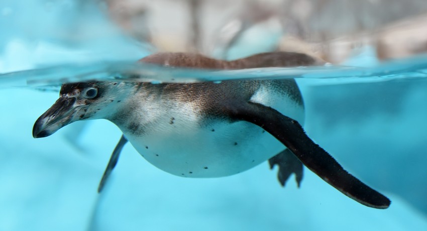 Atrakcija: Humboltov pingvin