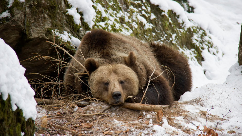 Niedźwiedź śpi sen hibernacja zima