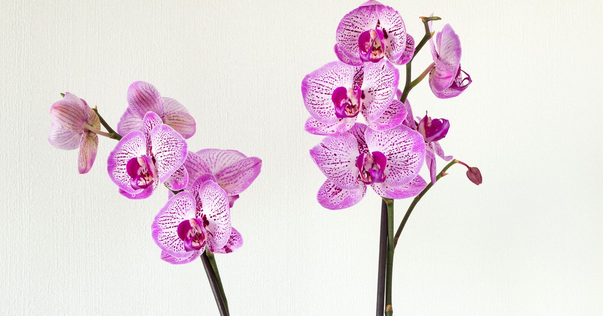 Chcesz przyciąć storczyka? Posmaruj tym koniec rośliny. Wystarczy jeden błąd, by zniszczyć ją całą