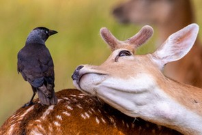 Deer and Jackdaw / Deer and Jackdaw /1531019