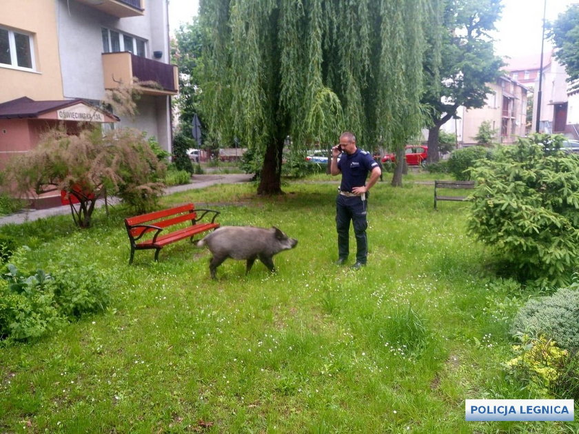 Wezwali policję, żeby donieść na dzika. Nie uwierzycie co zrobił