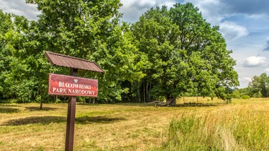 czyja racja jest na górze w sprawie puszczy białowieskiej? [komentarz]