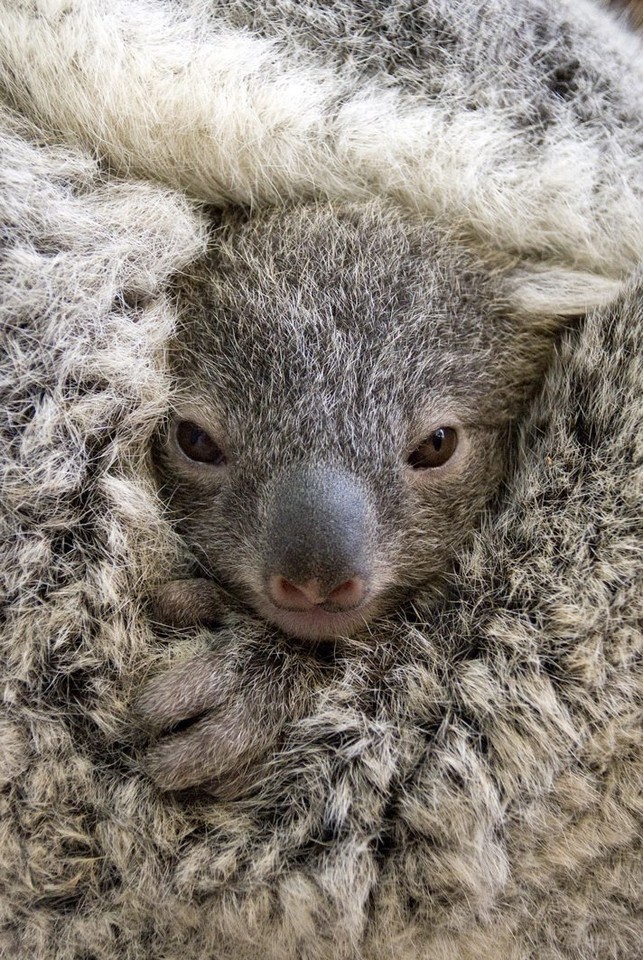 AUSTRALIA KOALA JOEY