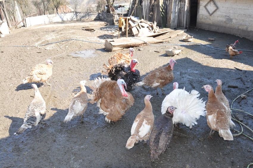 Imanje Gajića u selu Karan kod Užica