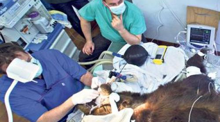 Szundikált a medve a fogorvosnál
