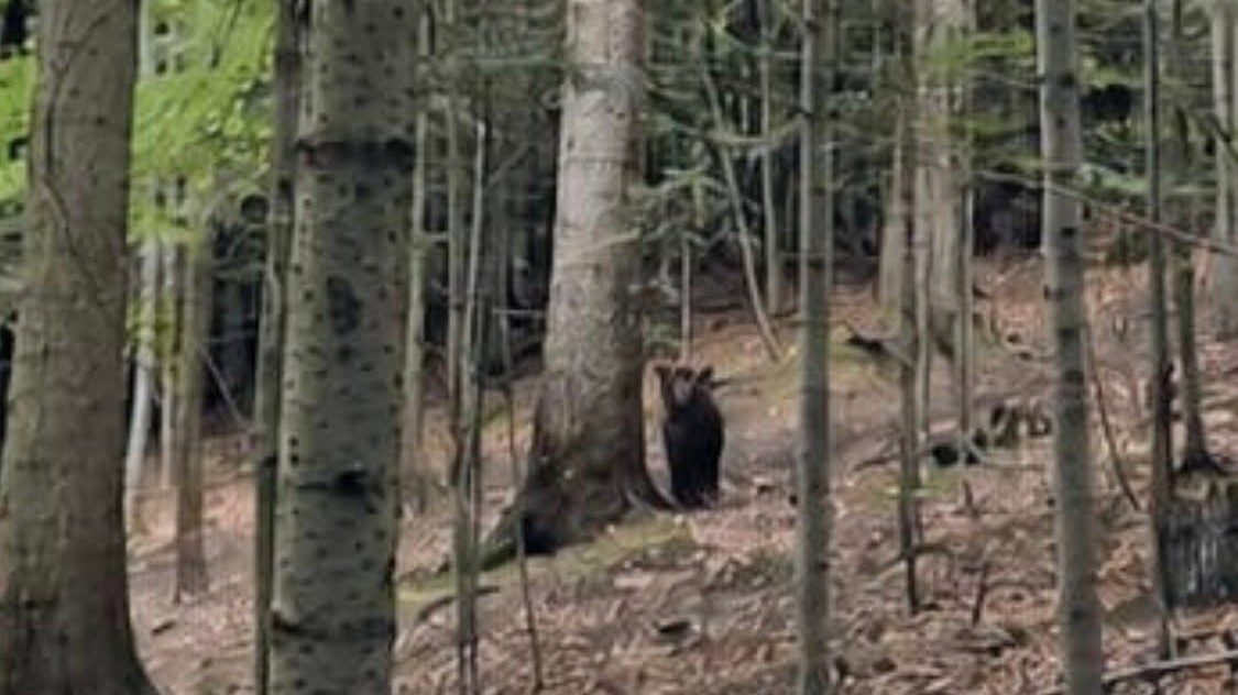 V mestských lesoch zaznamenali výskyt medveďa hnedého.
