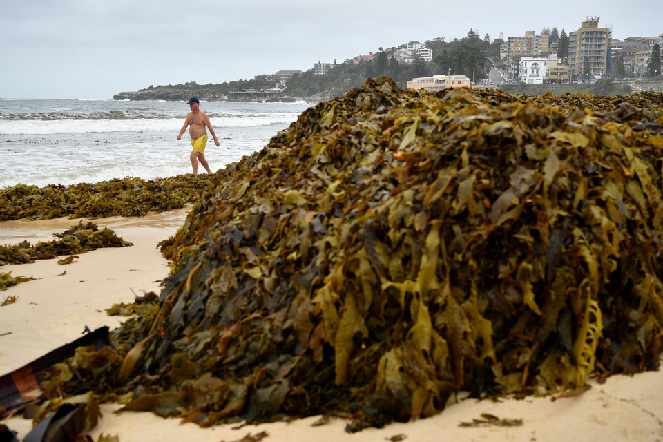 Słynna australijska plaża zasłana przez stosy wodorostów