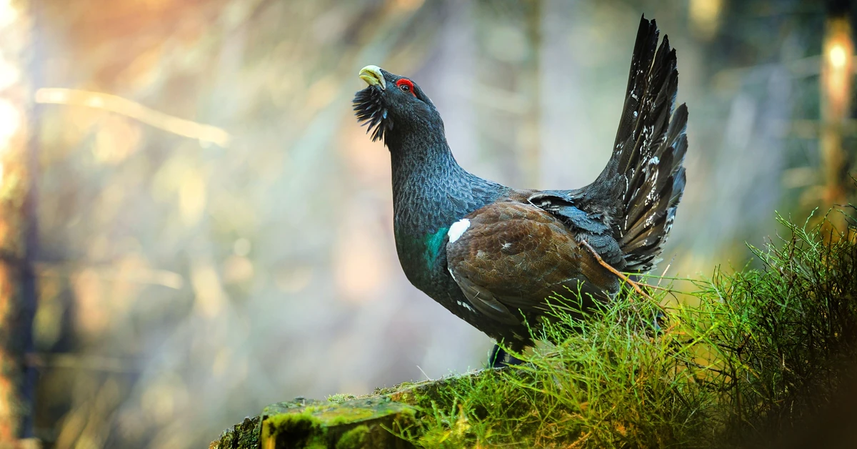 Przyjemny quiz z polskich ptaków. 20/20 tylko dla orłów