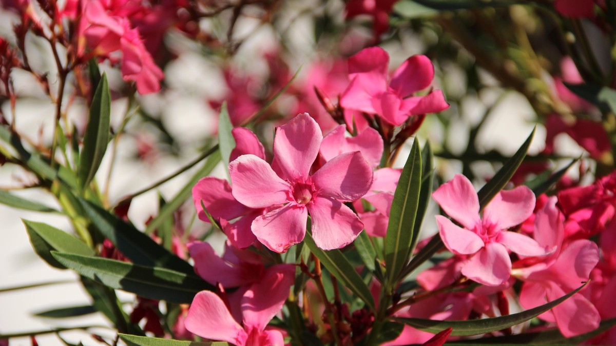 Oleander