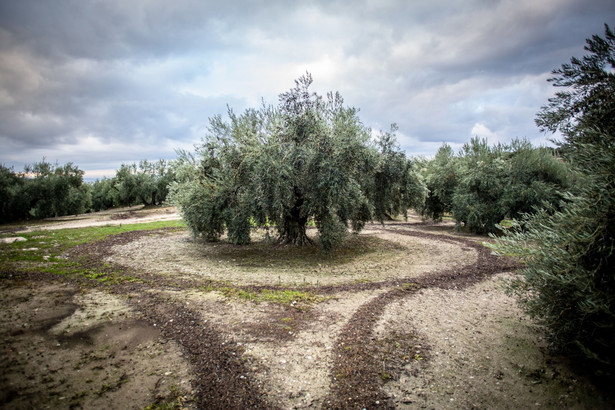 Drzewa oliwne, Hiszpania