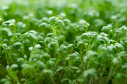 To warzywo uznano za najzdrowsze na świecie. Warto je jeść, bo wspiera jelita i serce