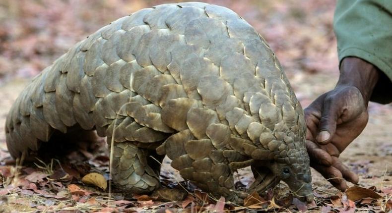 The Pangolin, an endangered species, is considered the most trafficked mammal on earth, with its scales highly prized in Vietnam and China